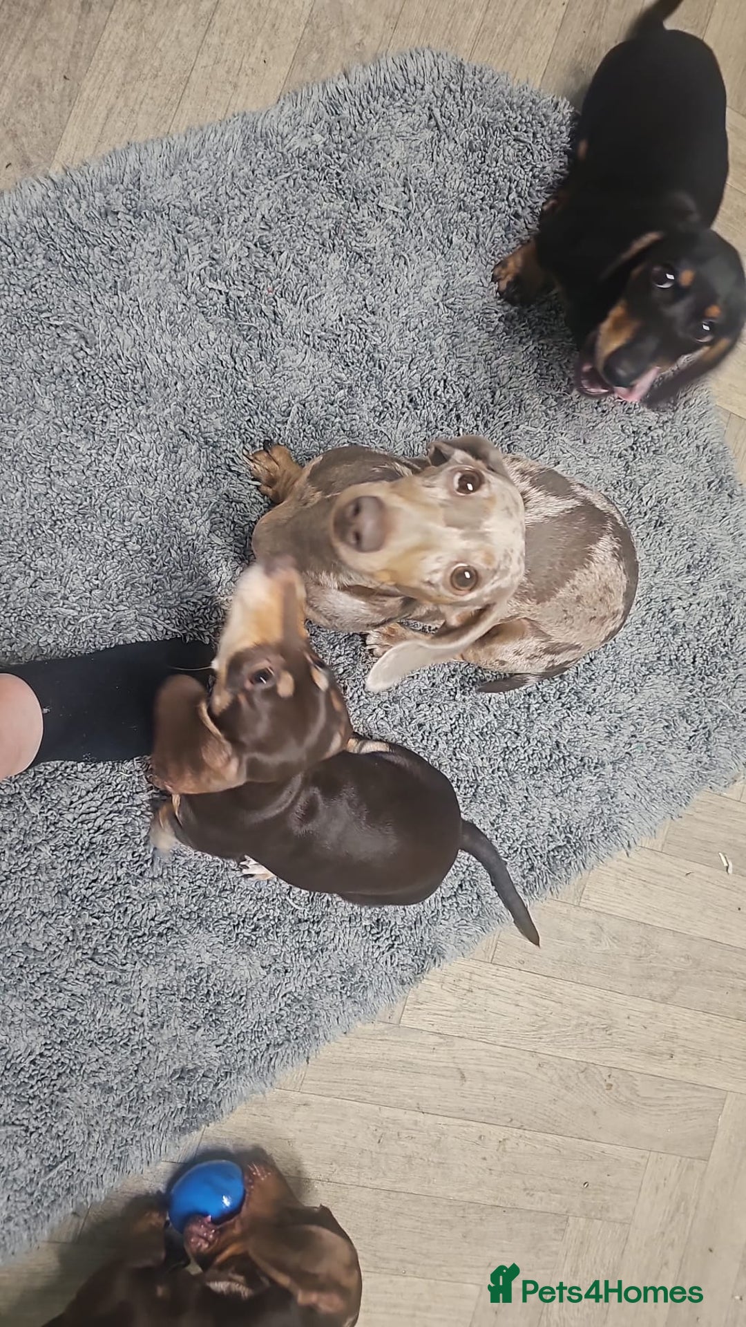 Dachshund dogs for sale: Miniature dachshund puppies  - Image 6