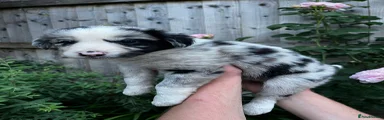 Border Collie Puppy 5
