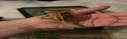 Gecko reptiles for sale: 5 stunning crested geckos from 3 months old - Advert 5
