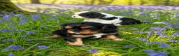 Cavalier King Charles Spaniel dogs for sale: Cavalier King Charles Spaniel Puppies - Advert 1