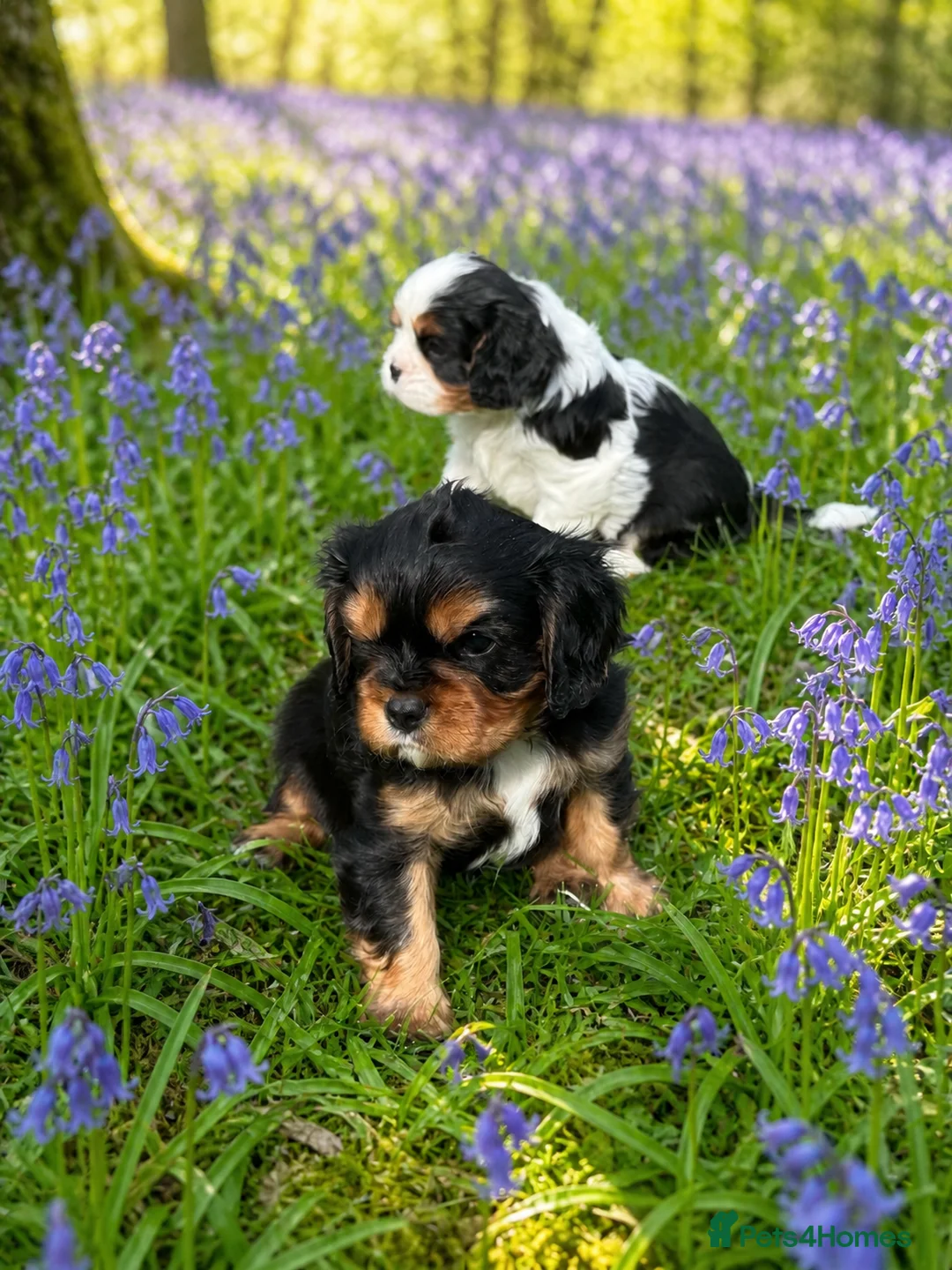 Cavalier King Charles Spaniel dogs for sale: Cavalier King Charles Spaniel Puppies - Advert 1