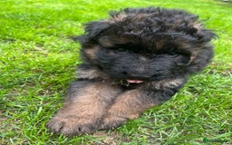 German Shepherd dogs for sale: Top Quality GSD puppies available  - Image 6