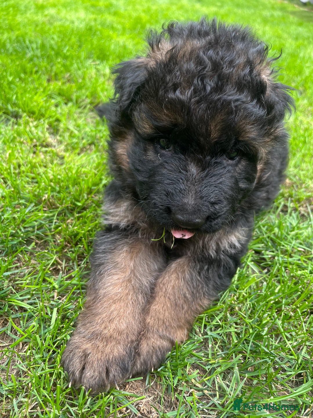 German Shepherd dogs for sale: Top Quality GSD puppies available  - Image 6