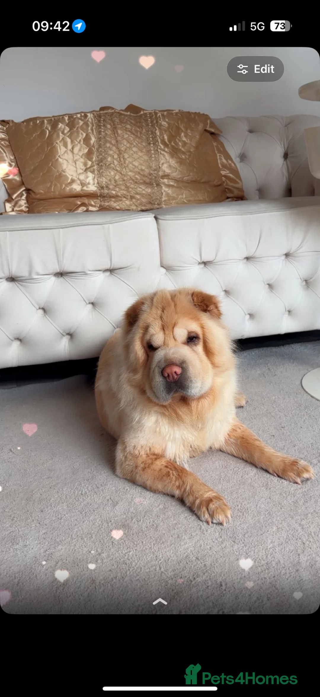Chow Chow dogs for sale: Chow chow puppies  - Advert 1