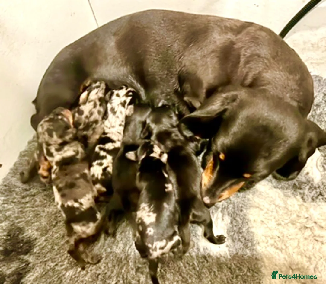 Miniature Dachshund dogs for sale: Miniature Dachshund (Smooth Haired) - Advert 6