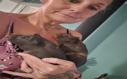 Guinea Pig rodents for sale: Pair male bonded skinny pigs - Image 6