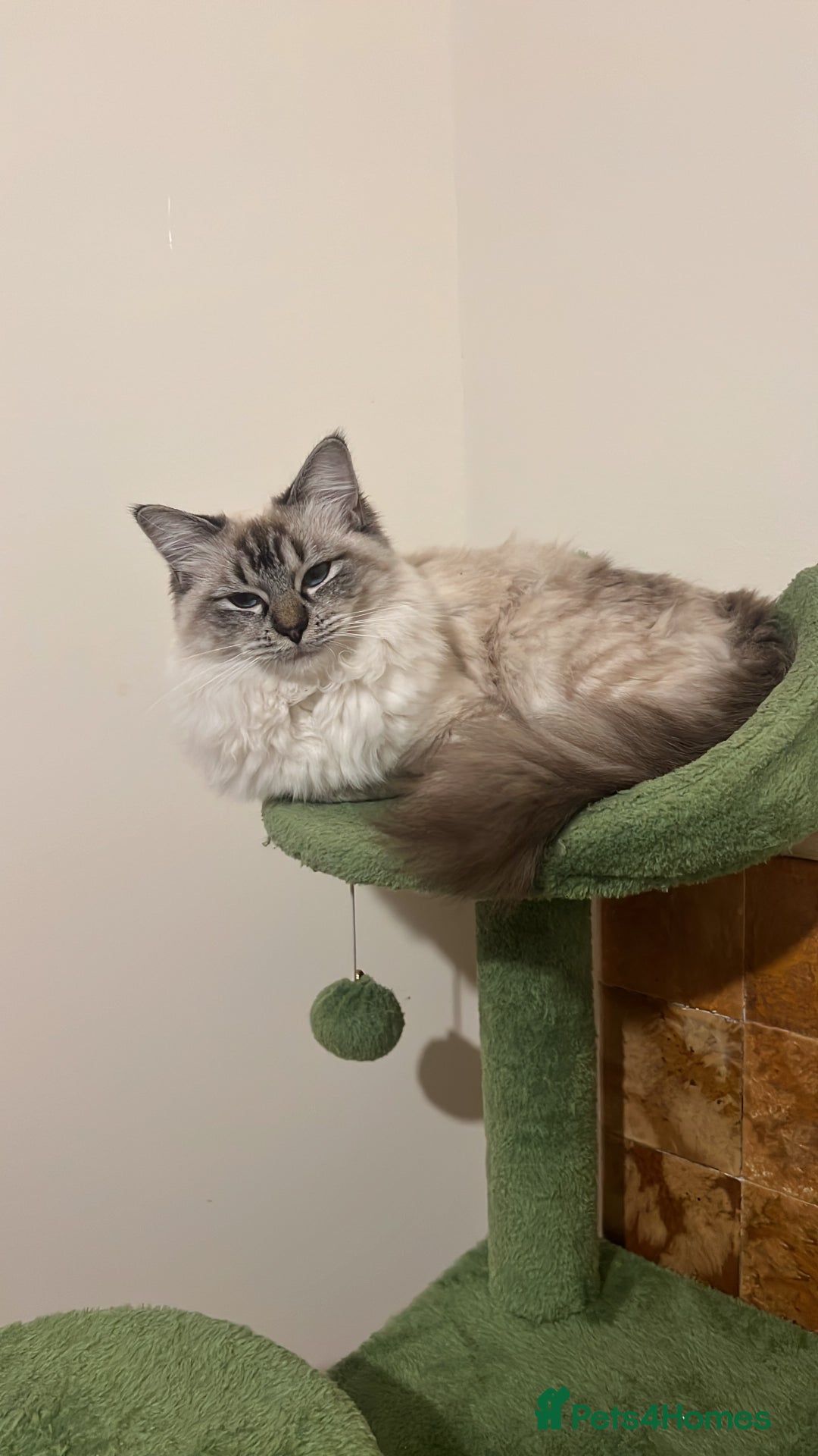 Ragdoll cats for sale: Stunning & Rare Chocolate Point Ragdoll  - Advert 4