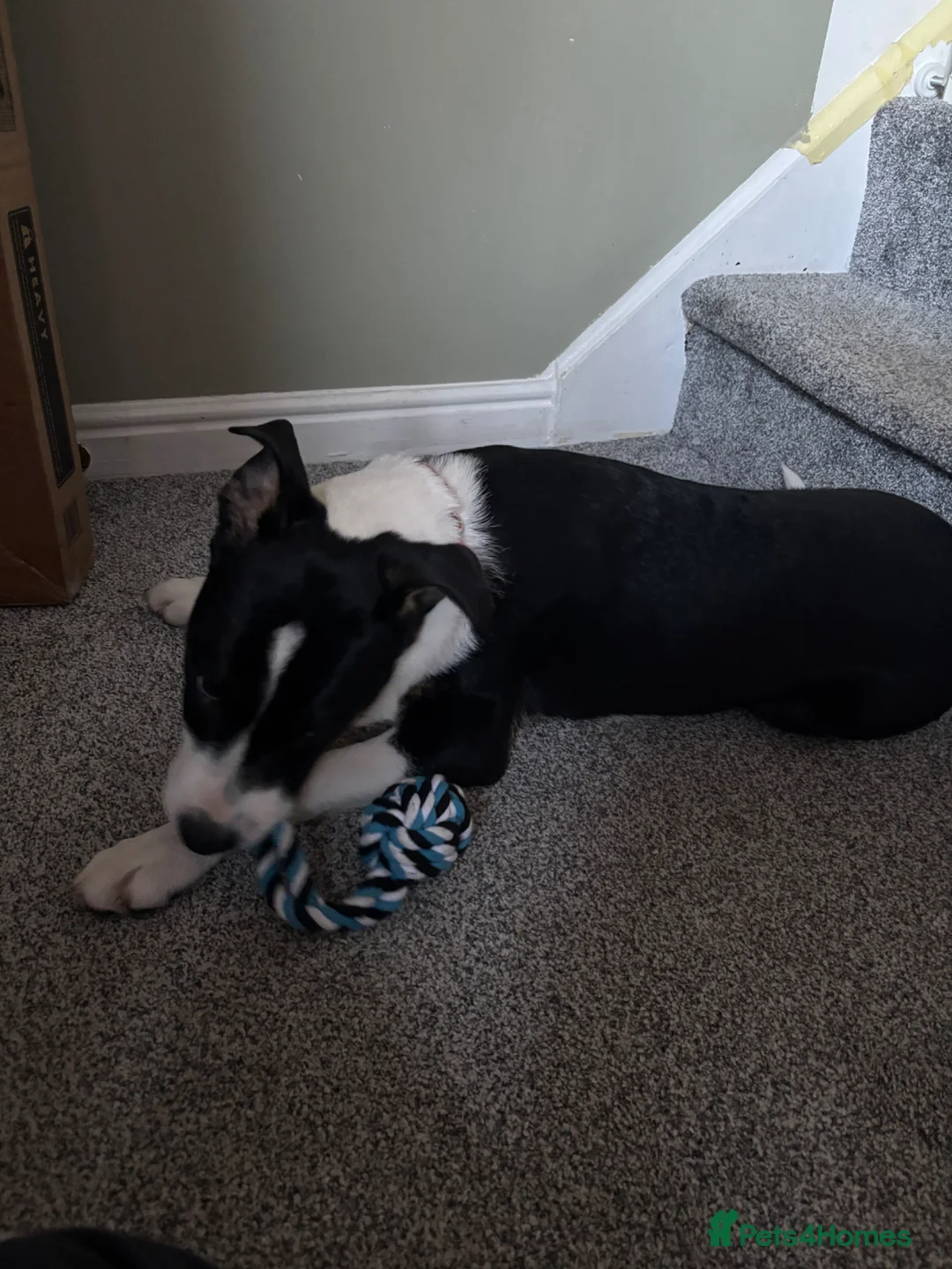 Mixed Breed dogs for sale: 6 months old Staffy x collie (male) - Advert 6