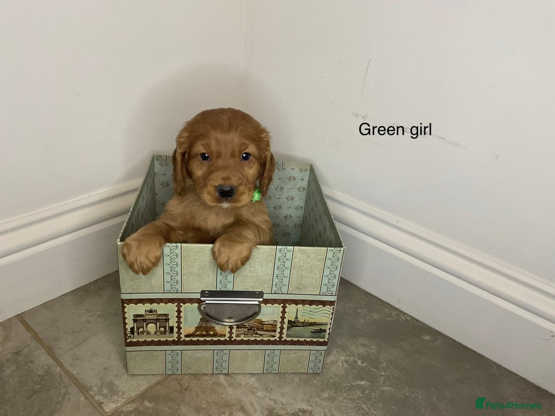 Cocker Spaniel dogs for sale: Hereditary clear working cock spaniels - Advert 5