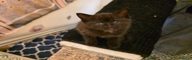 Kitten 3