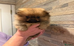 Pomeranian dogs for sale: Gorgeous Female Poms ☺️ - Advert 3