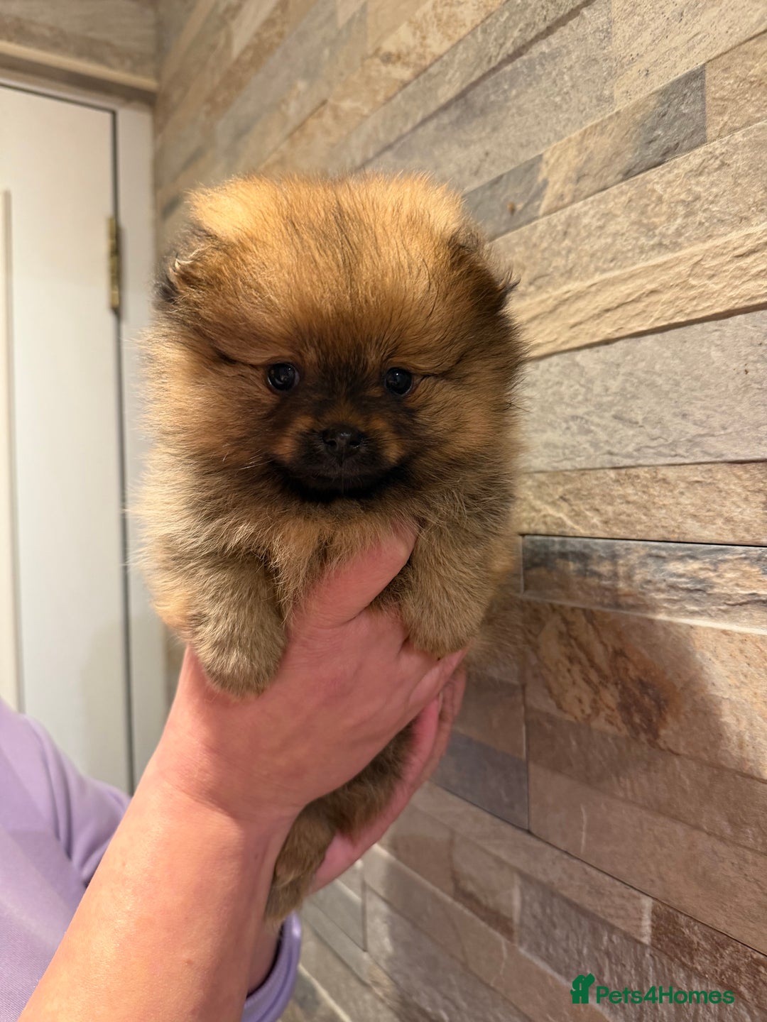 Pomeranian dogs for sale: Gorgeous Female Poms ☺️ - Advert 3