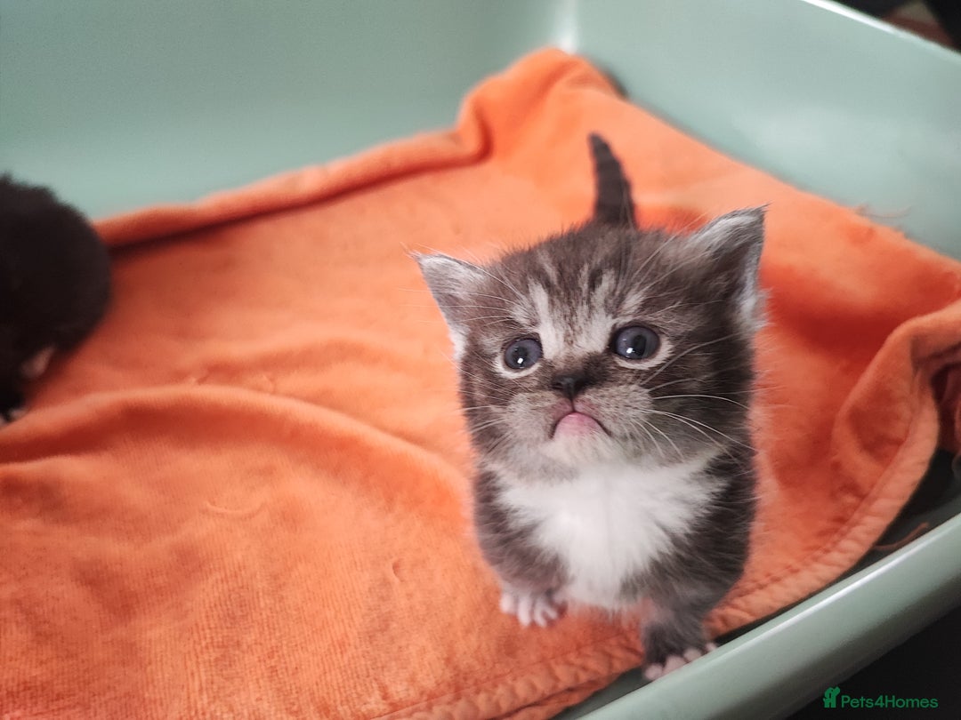 Devon Rex cats for sale: Munchkin x Devon rex  - Image 13