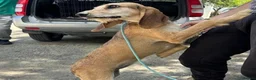 Segugio Italiano dogs for adoption: Loumi (wire-haired Segugio Italiano) in Edinburgh - Advert 18
