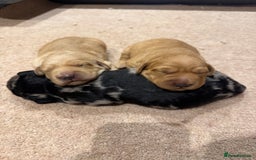 Labradoodle dogs for sale: Miniature Labradoodles - Image 6