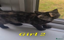 British Shorthair cats for sale: Ready to leave*bsh babies - Image 7