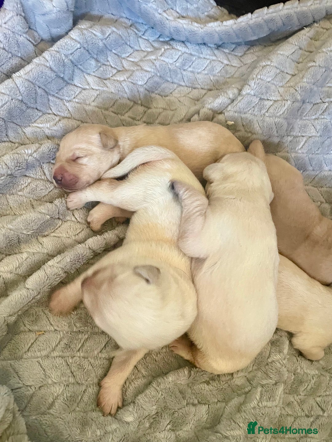 Labrador Retriever dogs for sale: Labrador puppies 5 gen pedigree health tested - Image 4