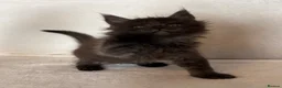 Maine Coon cats for sale: GCCF MAINE COON KITTENS - Advert 9