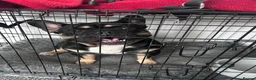 Mixed Breed dogs for adoption: Meet Stanley, currently residing in Cheshire  in Nantwich - Advert 7
