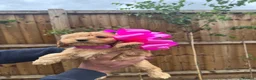 Cockapoo dogs for sale: Cockapoo F1 Gorgeous Puppies 🐶❤️ - Advert 15