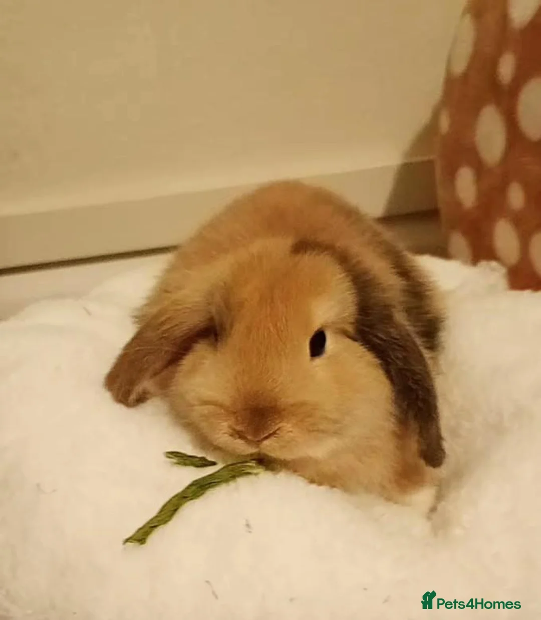 Mixed Breed rabbits for sale: beautiful Bunny for sale *Ready Now* - Advert 5