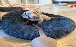 Miniature Dachshund dogs for sale: 8 Week Old Miniature Dachshund Puppies - Image 14