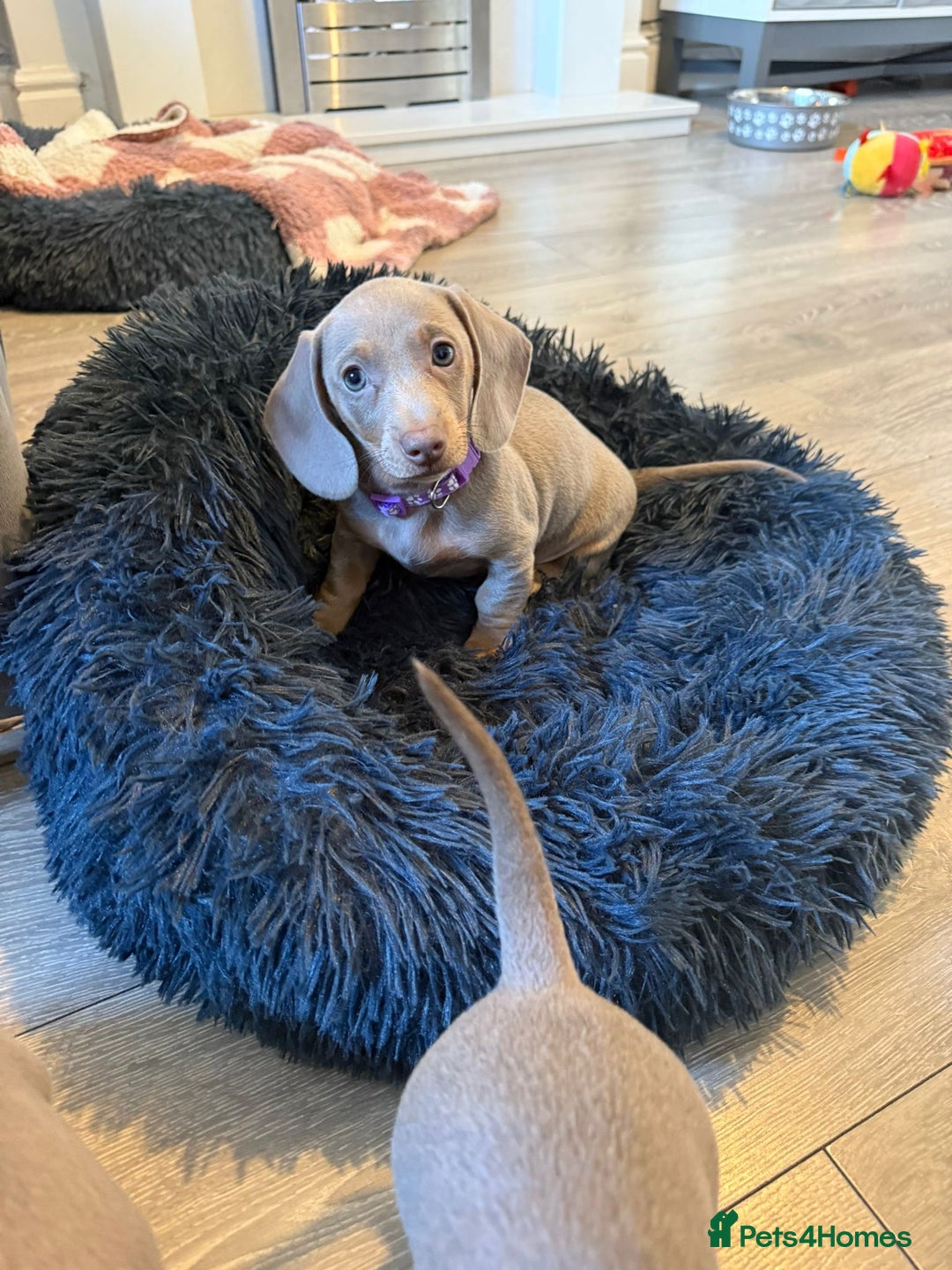 Miniature Dachshund dogs for sale: 8 Week Old Miniature Dachshund Puppies - Image 14