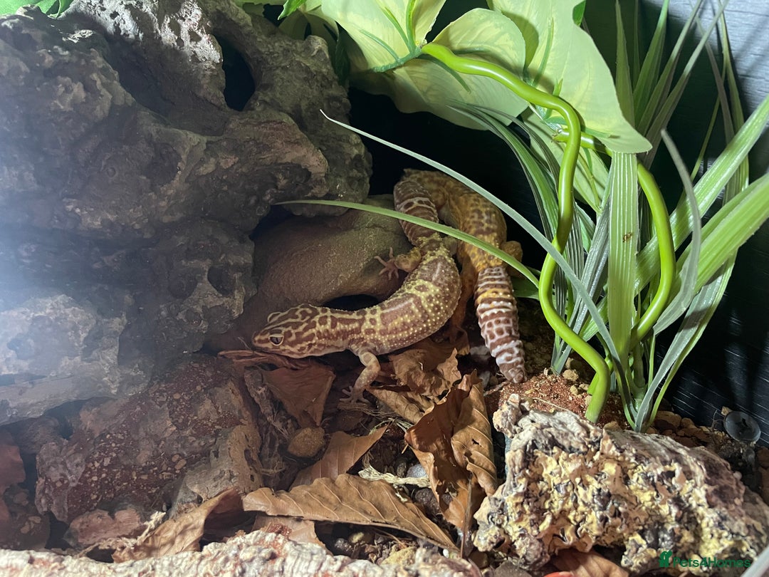 Leopard Gecko reptiles for sale: 2 Female Leopard Geckos (4 years old) – Full Setup - Advert 15