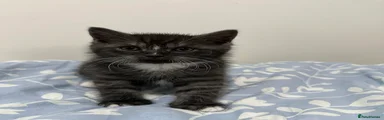 Mixed Breed Kitten 2