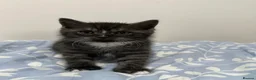 Mixed Breed cats for sale: Adorable Kittens Ready From 6th June - Advert 23
