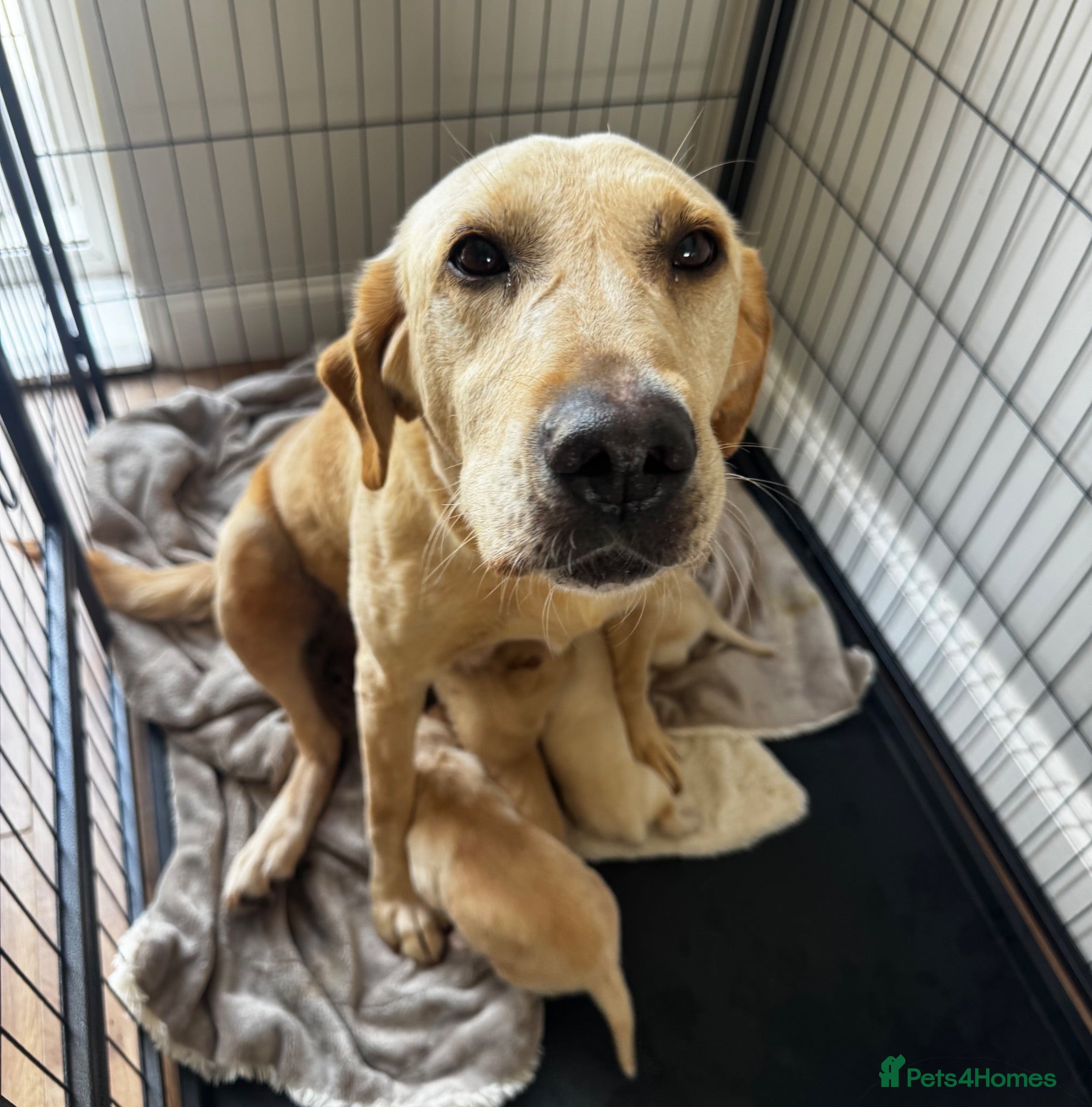 Mixed Breed dogs Beautiful Labrador x Pointer Puppies  - Advert 1