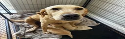 Mixed Breed dogs for sale: Beautiful Labrador x Pointer Puppies  - Advert 1