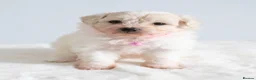 Maltipom dogs for sale: Gorgeous hypollargen puppies looking for home - Advert 5