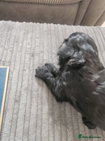 Cockapoo dogs - Advert 1