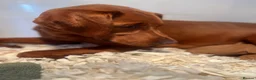Labrador Retriever dogs for sale: FOXRED LABRADOR in Catterick Garrison - Advert 7