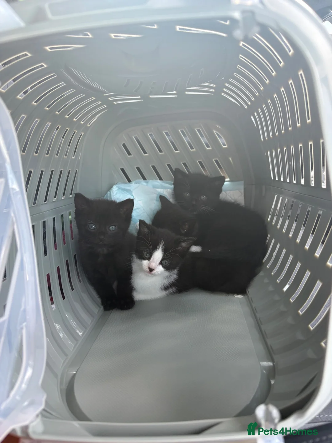 Mixed Breed cats for sale: 2X Female Kittens - Advert 7