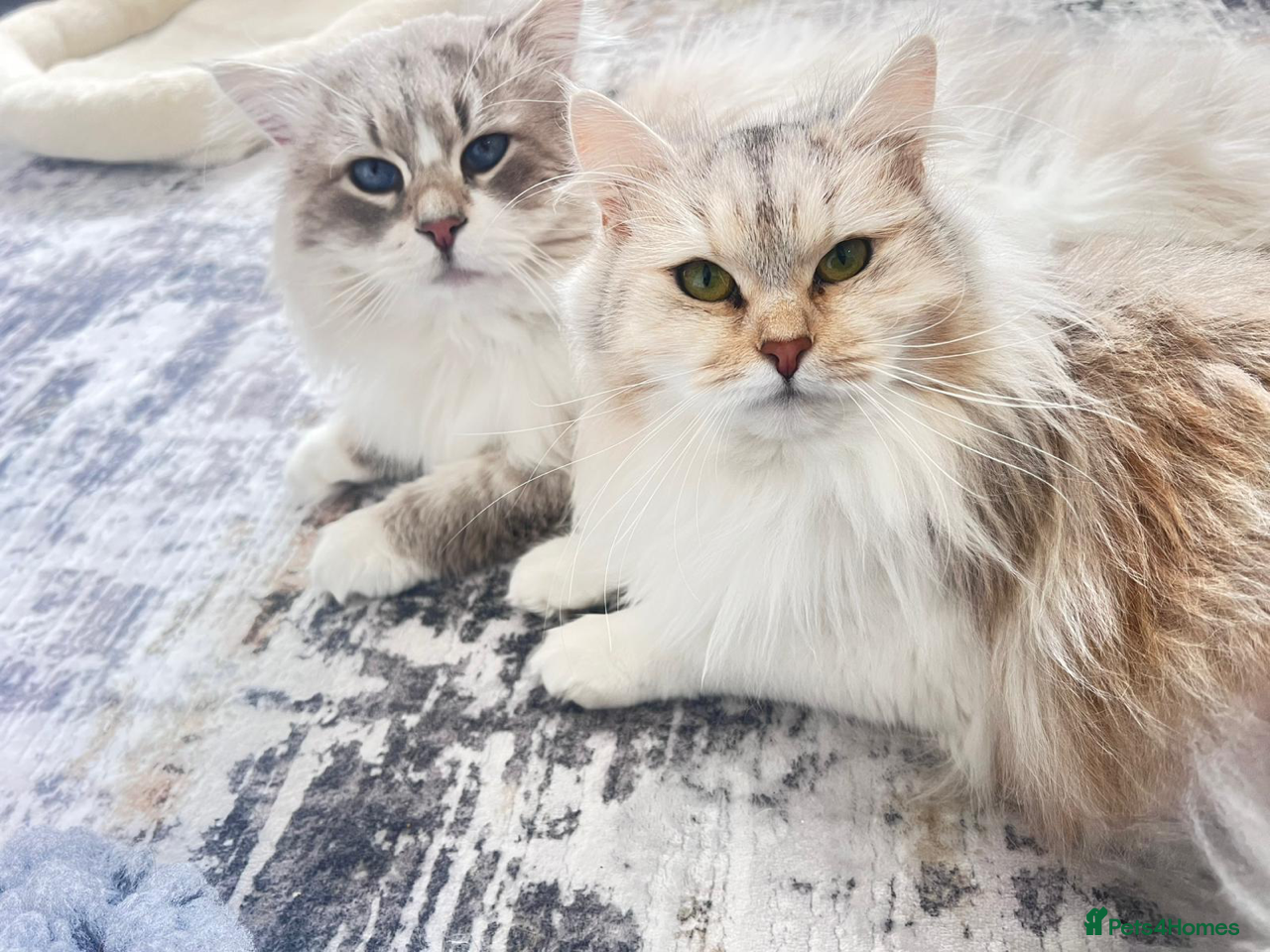 Siberian cats Siberian & Neva Masquerade Kittens Due June 2026 - Advert 2