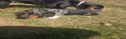 Miniature Dachshund dogs for sale: Miniature dachshund  - Advert 4