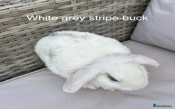 Mini Lop rabbits for sale: Beautiful baby mini lop rabbits  - Image 16