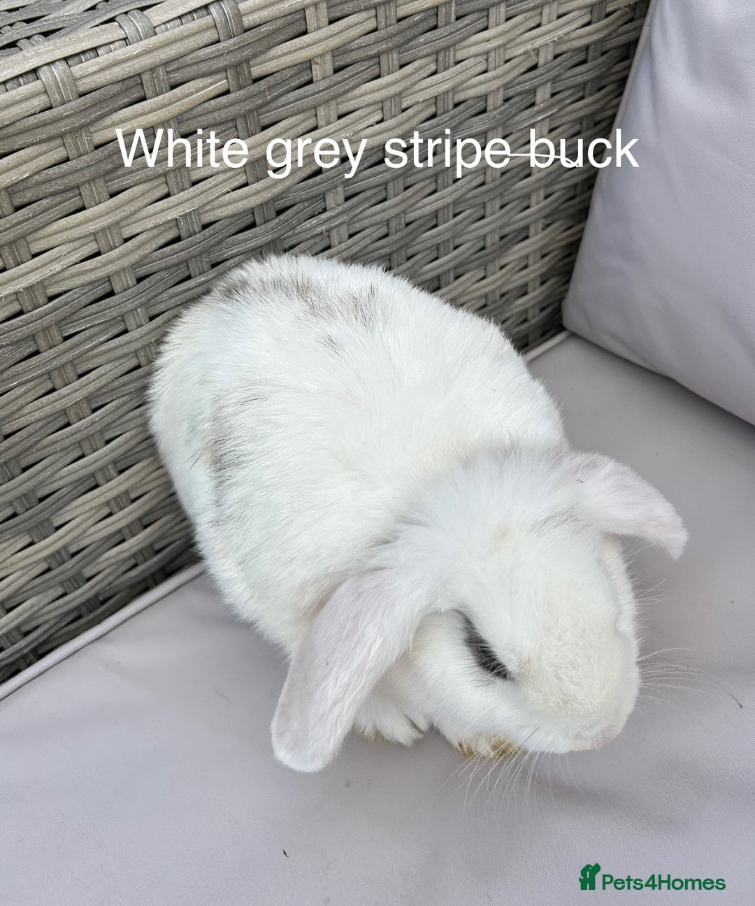 Mini Lop rabbits for sale: Beautiful baby mini lop rabbits  - Image 16