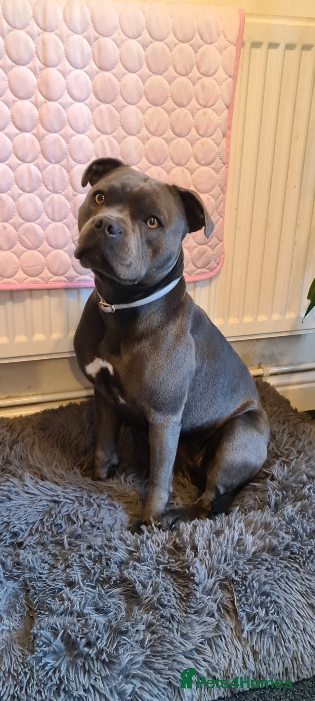 Staffordshire Bull Terrier dogs Stunning staffy's - Advert 2