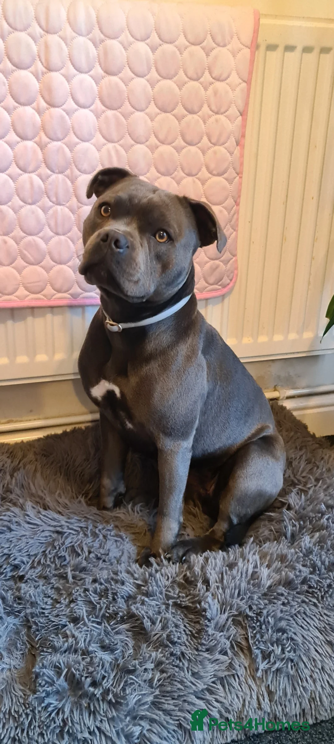 Staffordshire Bull Terrier dogs for sale: Stunning staffy's - Advert 2