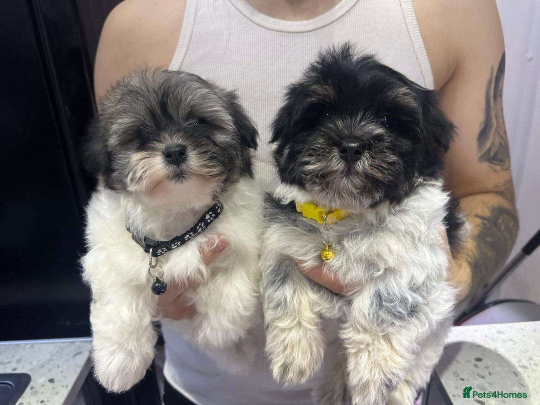 Malshi dogs for sale: Maltese x shih tzu - Malshi puppies - Advert 1
