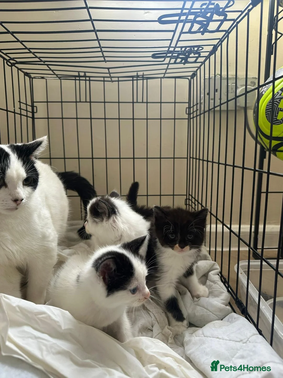 Mixed Breed cats for sale: Beautiful kittens for sale  - Advert 5