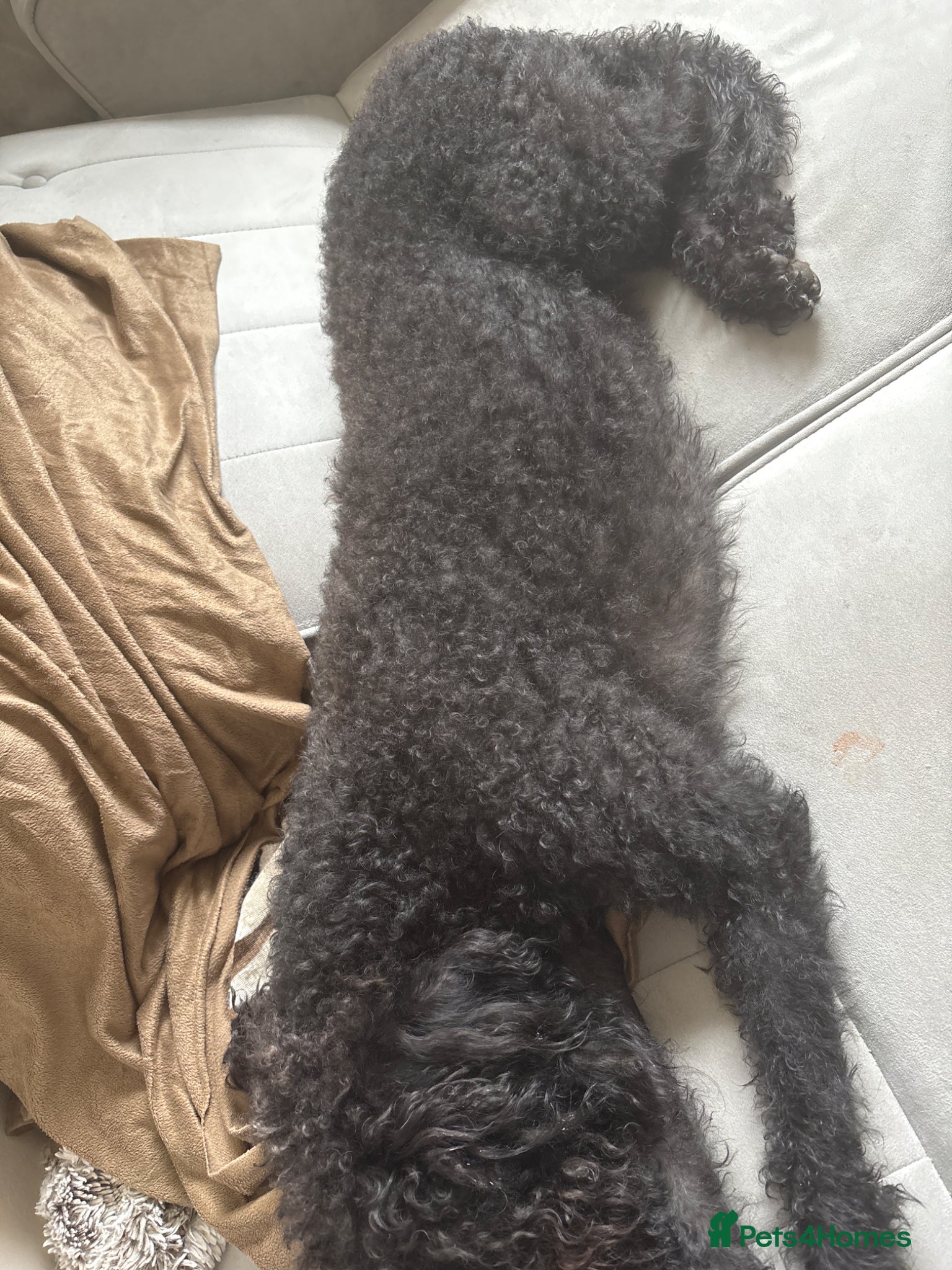 Labradoodle dogs 3 year old poodle cross  - Advert 11