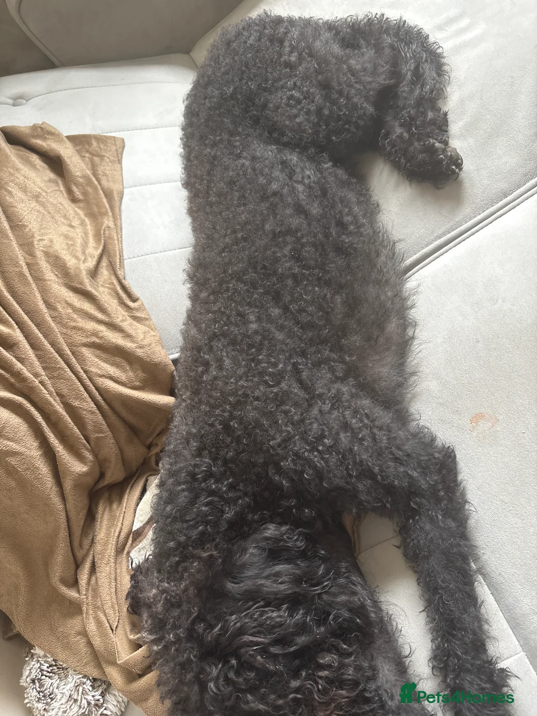 Labradoodle dogs for sale: 3 year old poodle cross  in Washington - Advert 1