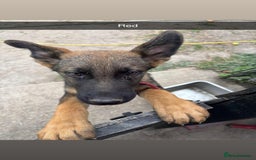 German Shepherd dogs for sale: German shepherd puppies looking for a new home  in Cambridge - Image 14