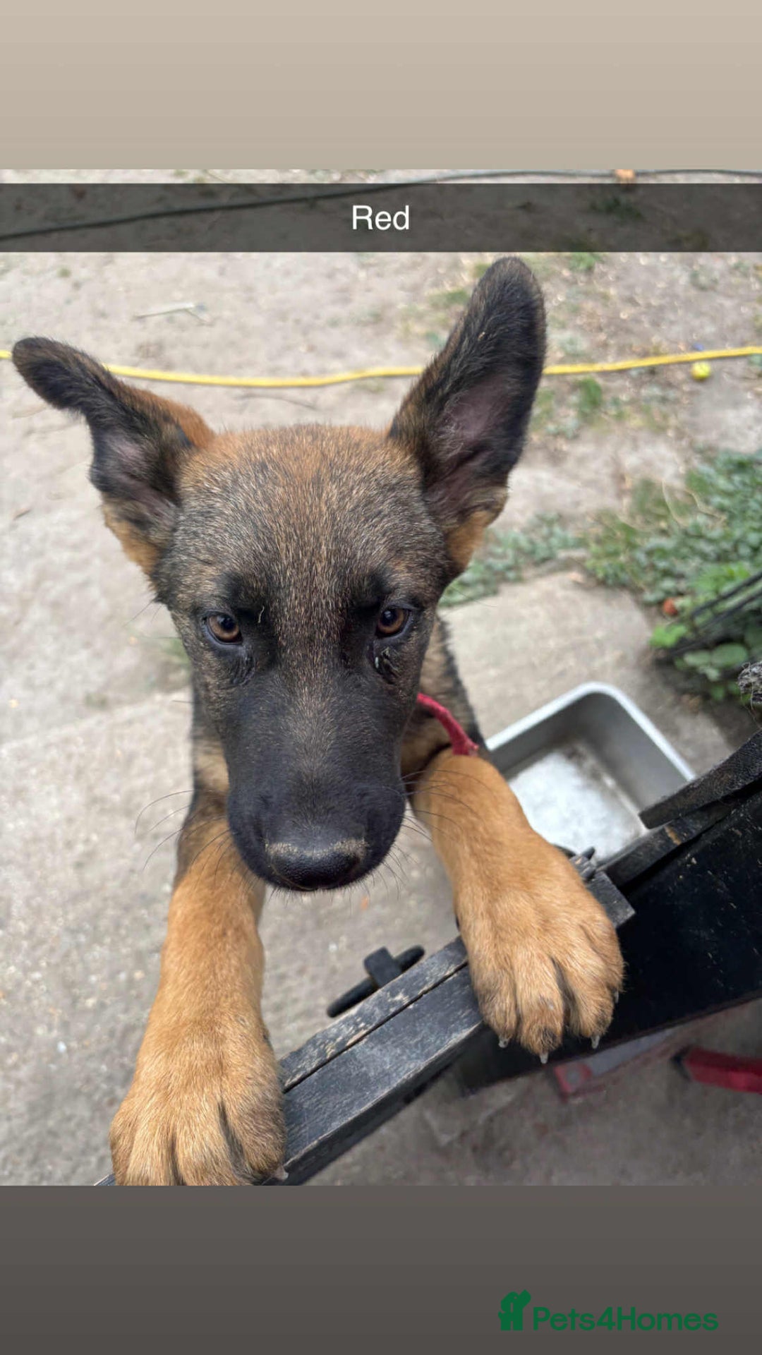 German Shepherd dogs for sale: German shepherd puppies looking for a new home  in Cambridge - Image 14
