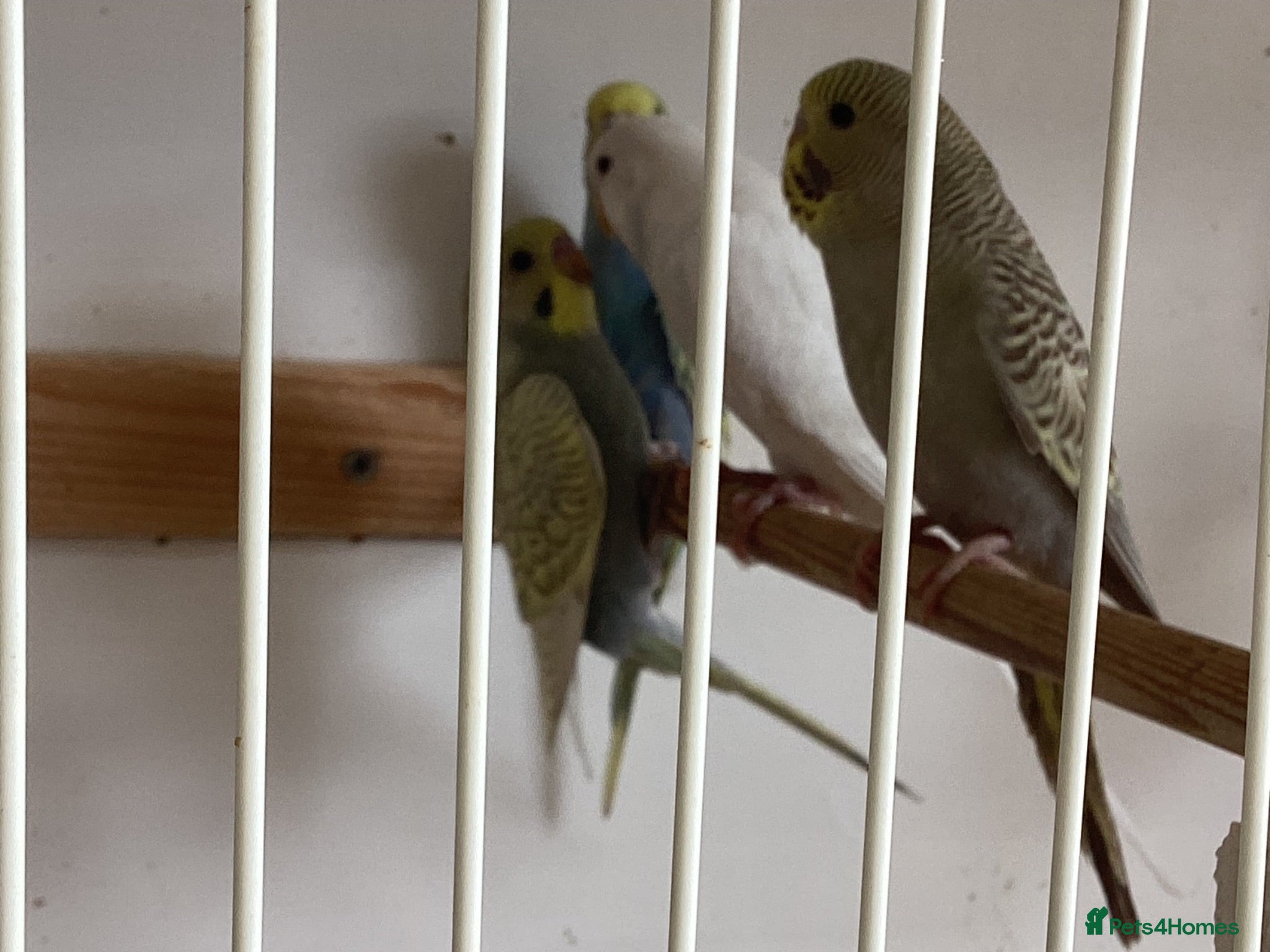 Budgerigars birds Baby budgies £30 each or two £55 - Advert 6
