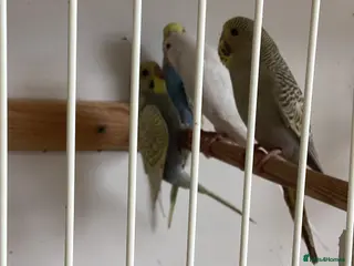 Budgerigars birds Baby budgies £30 each or two £55 - Advert 6